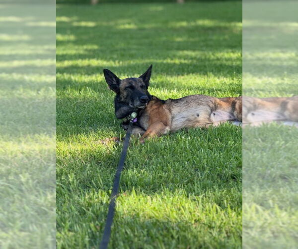 Medium Photo #2 Mutt Puppy For Sale in Imlay City, MI, USA