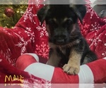 Small Photo #27 German Shepherd Dog Puppy For Sale in APACHE JUNCTION, AZ, USA