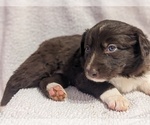 Puppy Brownie Border Collie