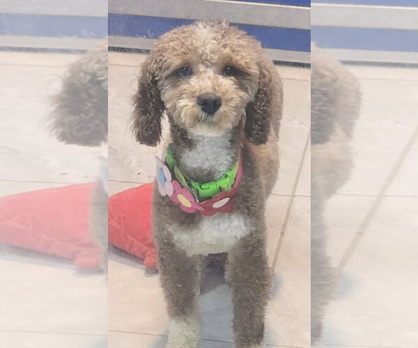 Medium Photo #1 Unknown-Wheaten Terrier Mix Puppy For Sale in Walnutport, PA, USA