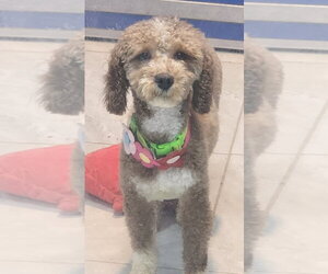Unknown-Wheaten Terrier Mix Dogs for adoption in Walnutport, PA, USA