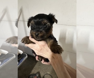 Yorkshire Terrier Puppy for Sale in ARKOMA, Oklahoma USA