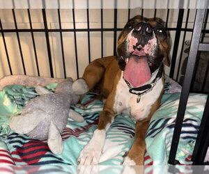 URSULA - Female Boxer Dog for Adoption - Photo #4