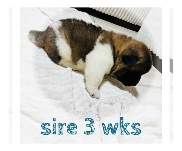 Medium Photo #34 Akita Puppy For Sale in BUTLER, PA, USA