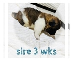 Small Photo #34 Akita Puppy For Sale in BUTLER, PA, USA