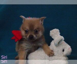 Pomeranian Puppy for sale in FLINT, MI, USA