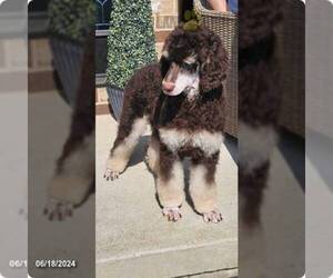 Poodle (Standard) Puppy for sale in SHENANDOAH, PA, USA