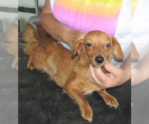 Mother of the Chiweenie puppies born on 05/12/2025
