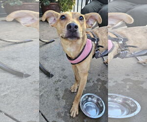 Lillian - Female Mutt Dog for Adoption - Photo #7