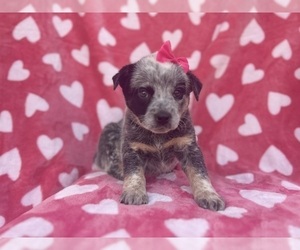 Australian Cattle Dog Puppy for sale in LAKELAND, FL, USA