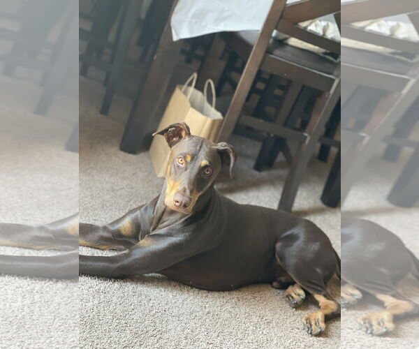 Medium Photo #1 Doberman Pinscher Puppy For Sale in Chandler, AZ, USA