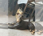 Small Doberman Pinscher