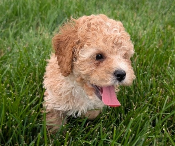 Medium Photo #11 Cock-A-Poo Puppy For Sale in GOSHEN, IN, USA