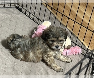 Shih-Poo Puppy for Sale in GLOUCESTER, Virginia USA