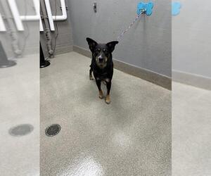 Mutt Dogs for adoption in Las Vegas, NV, USA