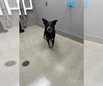 Small Mutt