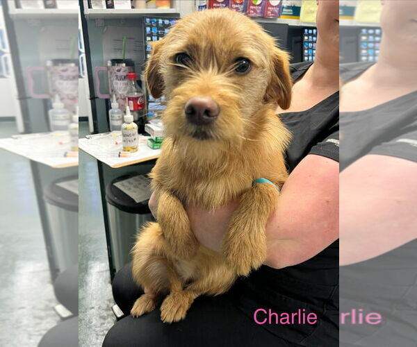 Medium Photo #2 Mutt Puppy For Sale in Canton, CT, USA