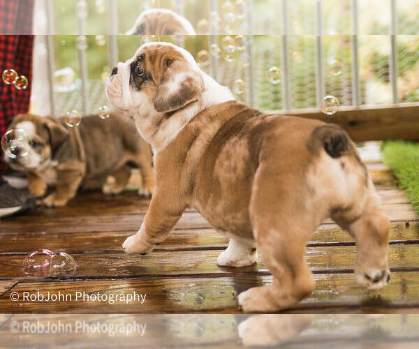 Medium Photo #5 Bulldog Puppy For Sale in STRAFFORD, MO, USA