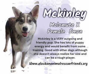 Australian Shepherd-Huskies  Mix Dogs for adoption in Anchorage, AK, USA
