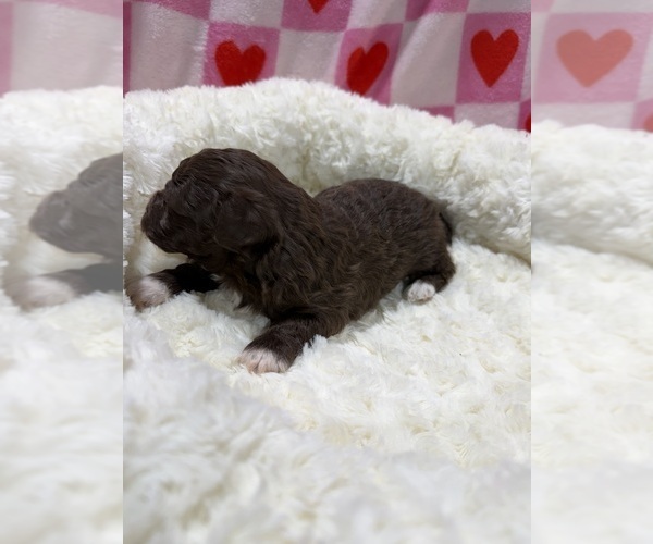 Medium Photo #4 Havapoo Puppy For Sale in GUTHRIE, KY, USA