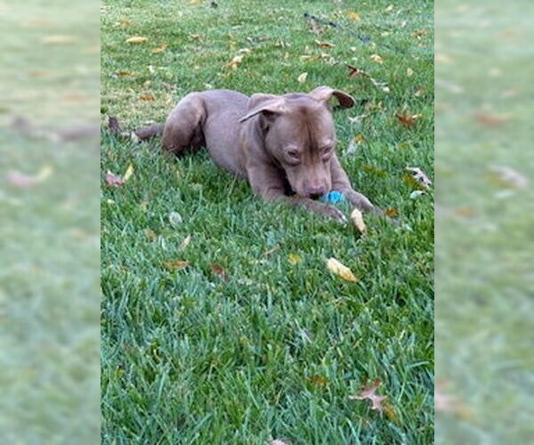 Medium Photo #8 American Pit Bull Terrier-Labrador Retriever Mix Puppy For Sale in Oakhurst, NJ, USA