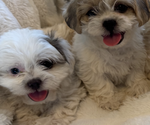 Small #2 Maltipoo (Miniature)-Shih Tzu Mix