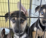 Small Photo #1 German Shepherd Dog-Siberian Husky Mix Puppy For Sale in NEW ALBANY, IN, USA