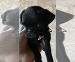Small Photo #1 Pug Puppy For Sale in TULARE, CA, USA