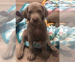 Small Photo #1 Weimaraner Puppy For Sale in POINT ROBERTS, WA, USA