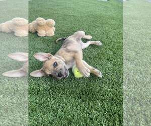 Australian Shepherd-Catahoula Leopard Dog Mix Dogs for adoption in Cave Creek, AZ, USA