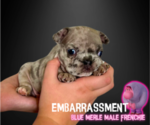 Puppy Embarrassment French Bulldog