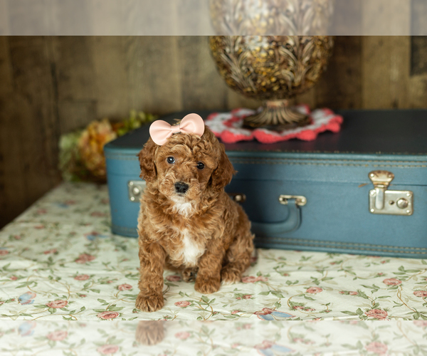 Medium Photo #31 Miniature Labradoodle Puppy For Sale in NAPPANEE, IN, USA