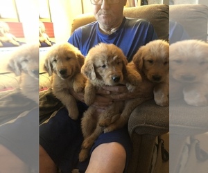 Golden Retriever Puppy for sale in SACRAMENTO, CA, USA