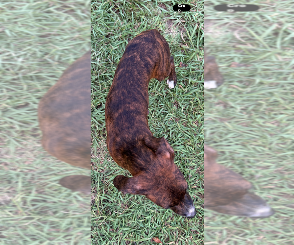 Medium Photo #4 Mountain Cur-Unknown Mix Puppy For Sale in Conway, AR, USA
