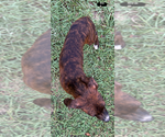 Small #3 Mountain Cur Mix