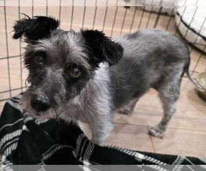 Mutt Dogs for adoption in Boonton, NJ, USA