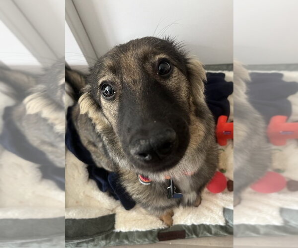 Medium Photo #9 Mutt Puppy For Sale in San Diego, CA, USA