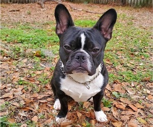 Faux Frenchbo Bulldog Puppy for sale in TAMPA, FL, USA