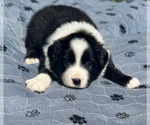 Small #5 Australian Shepherd
