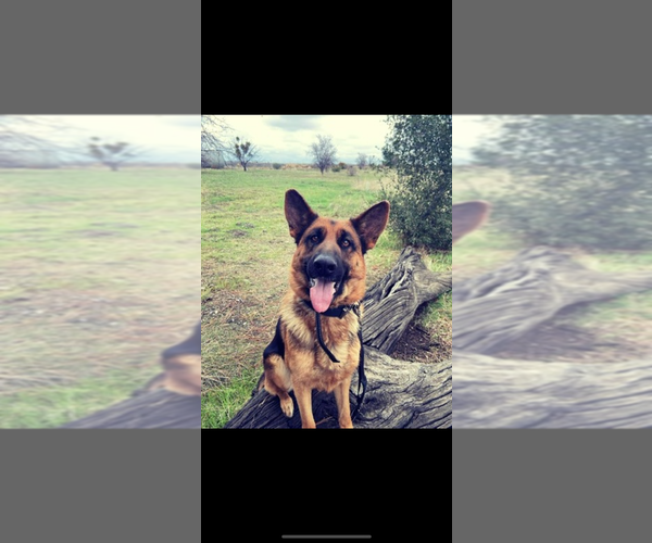 Medium Photo #1 German Shepherd Dog Puppy For Sale in VACAVILLE, CA, USA