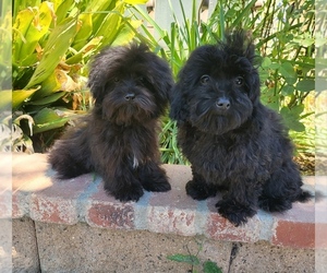 Maltipoo Puppy for Sale in TEMECULA, California USA