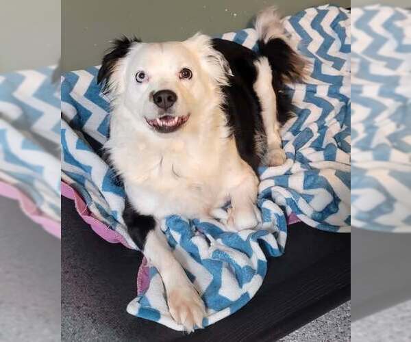 Medium Photo #1 Border Collie Puppy For Sale in Highland, IL, USA