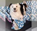 Small Border Collie