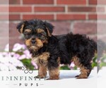 Small #3 Yorkshire Terrier