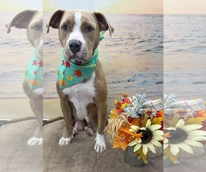 Mutt Dogs for adoption in Rustburg, VA, USA