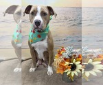 Valley: At shelter - Female Mutt Dog for Adoption - Small photo