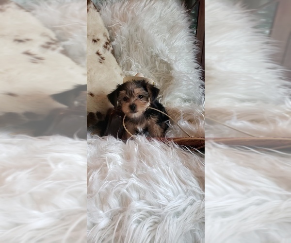 Medium Photo #53 Shorkie Tzu Puppy For Sale in NEVADA, TX, USA