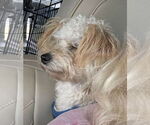 Small #2 Maltese Mix