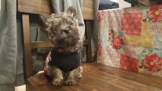 Cairn Terrier Puppy for sale in BOONE, IA, USA