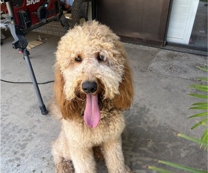 Father of the Goldendoodle puppies born on 06/17/2026